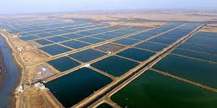 shrimp production capacities of Iran