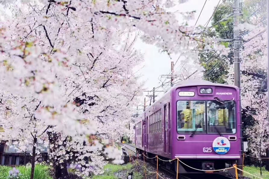 Diper Tour vs Traditional Tours: Osaka-Based Japan Vacation Packages Compared